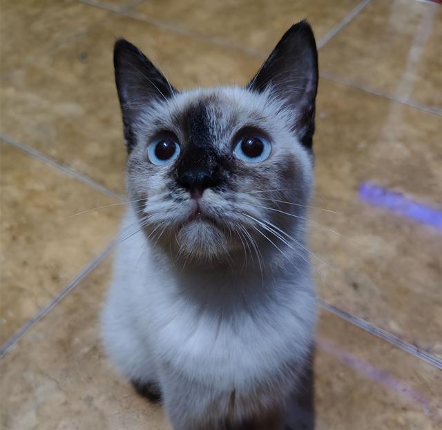 Cupi The Cat